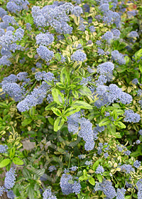 Ceanothus thyrsiflorus 'El Dorado'